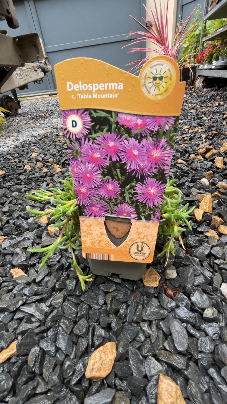 Delosperma ‘Table Mountain’ – Couvre-sol ultra résistant, Jardin & Terrasse, Enlèvement ou Envoi, Comme neuf
