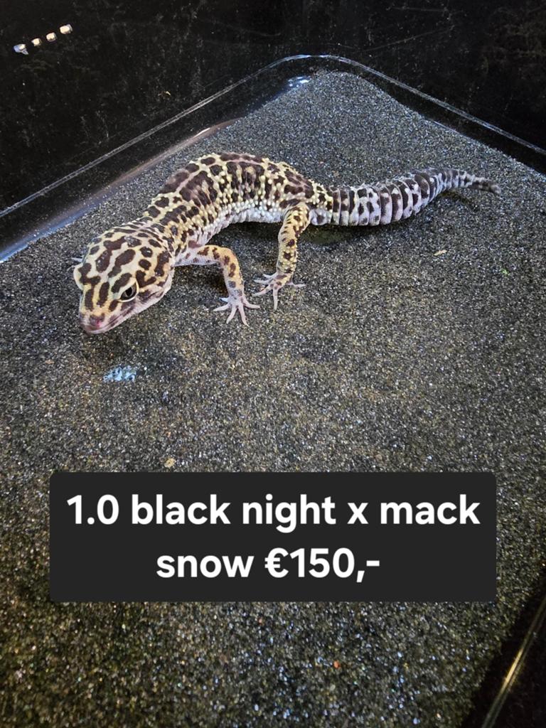 Diversen luipaardgekko's zowel dames als heren en ook giants, Animaux & Accessoires, Reptiles & Amphibiens, Amphibien