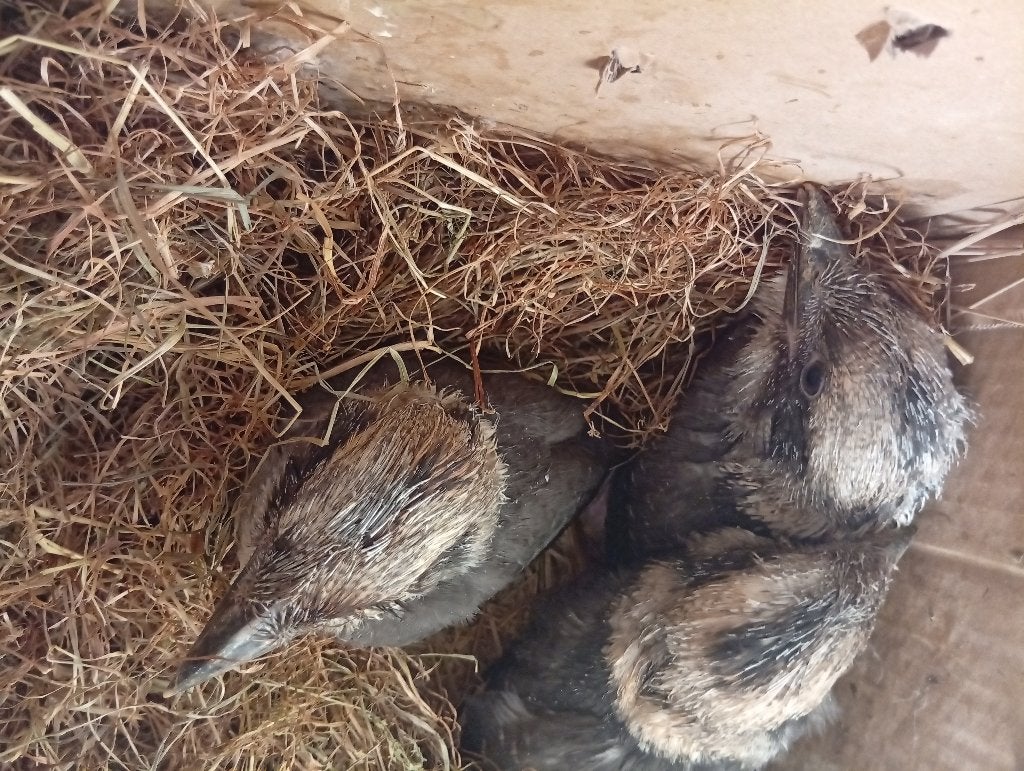 Kookaboura, Animaux & Accessoires, Oiseaux | Oiseaux Autre, Plusieurs animaux, Domestique