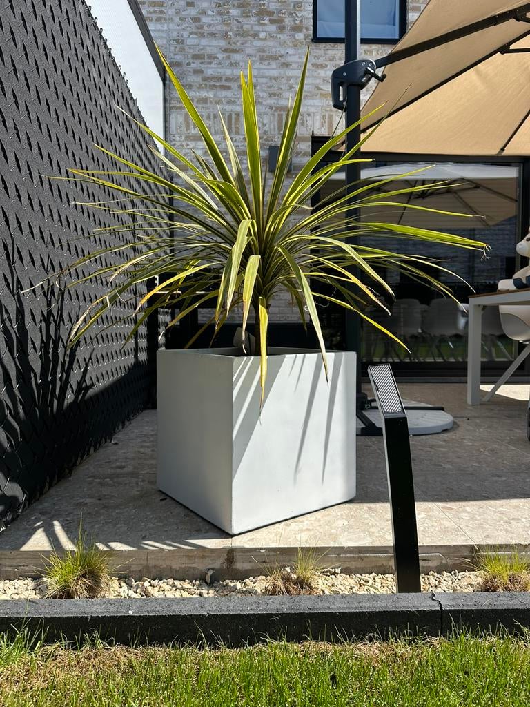 Terras plant inc bloembak, Ophalen of Verzenden
