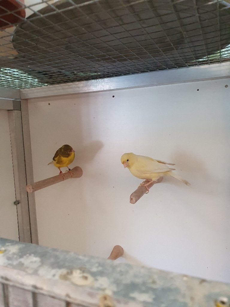 Koppel kanaries, Dieren en Toebehoren, Vogels | Kanaries
