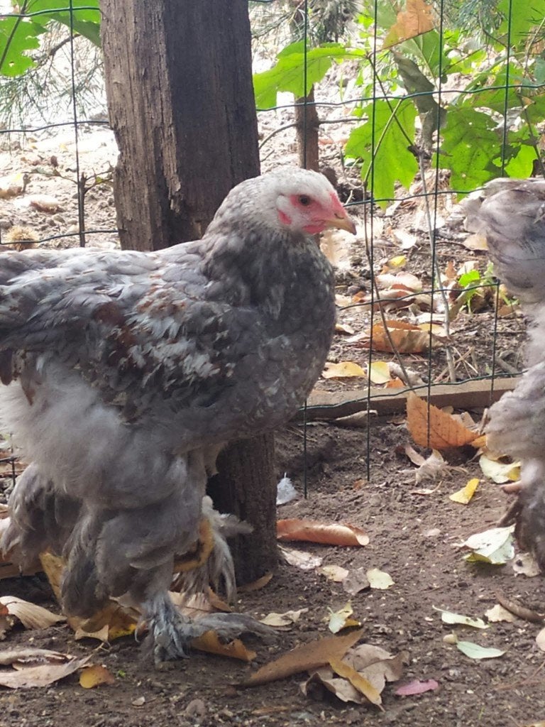 3 jonge brahma's, Geslacht onbekend, Kip
