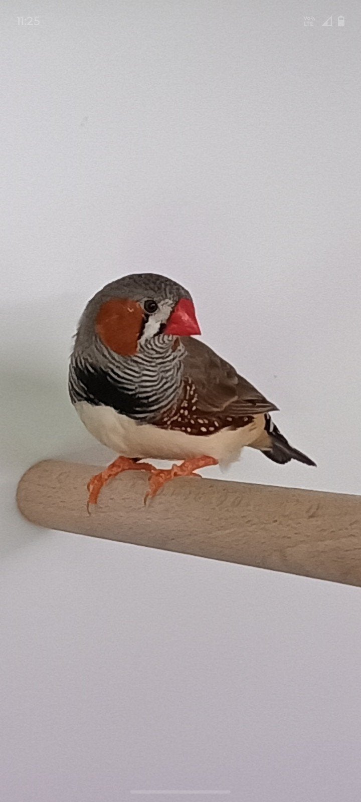 Zebravinken 2026, Dieren en Toebehoren, Vogels | Overige Vogels, Meerdere dieren, Tropenvogel, Geringd