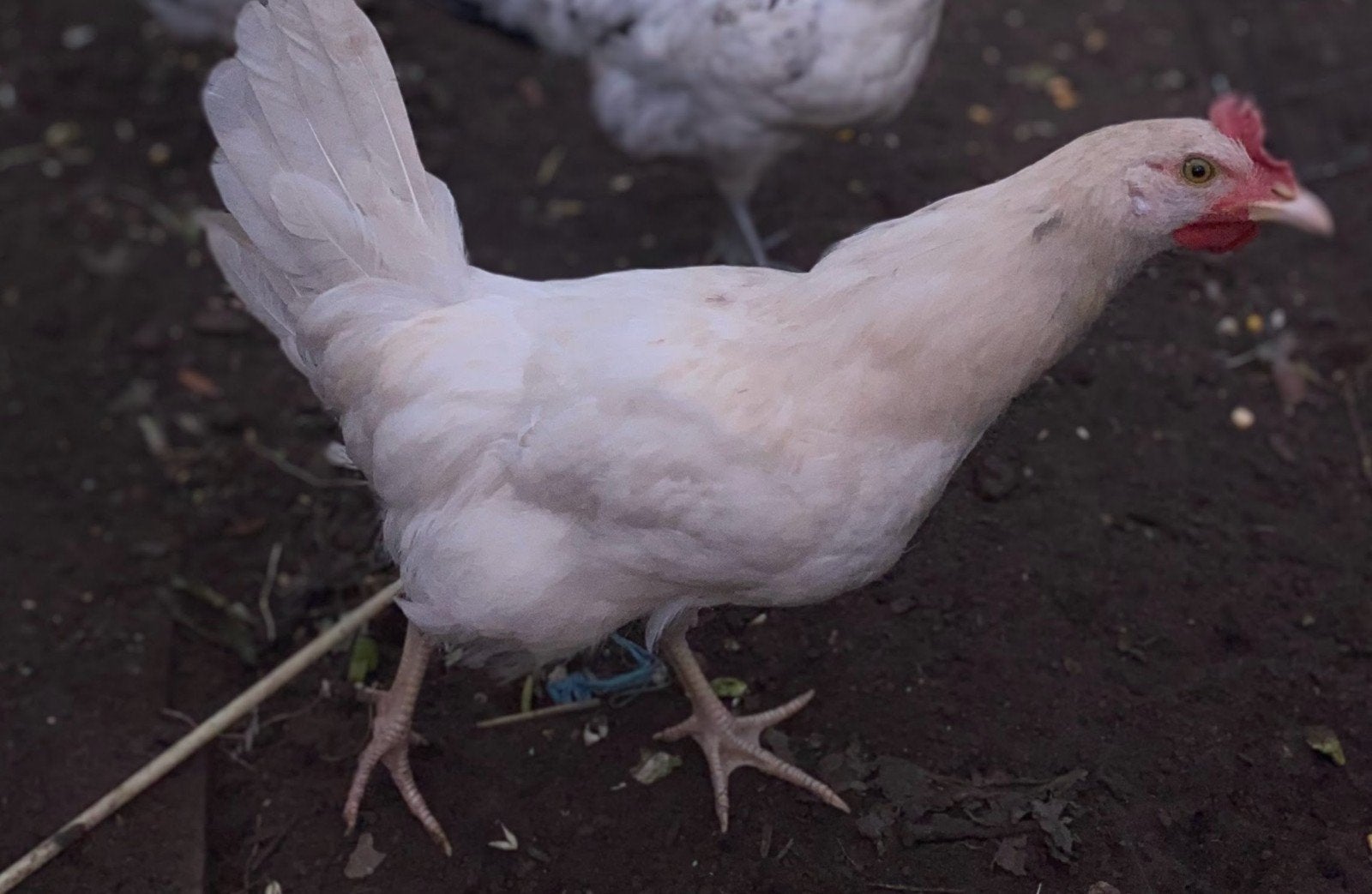 Jonge Haan in vrije uitloop, Dieren en Toebehoren