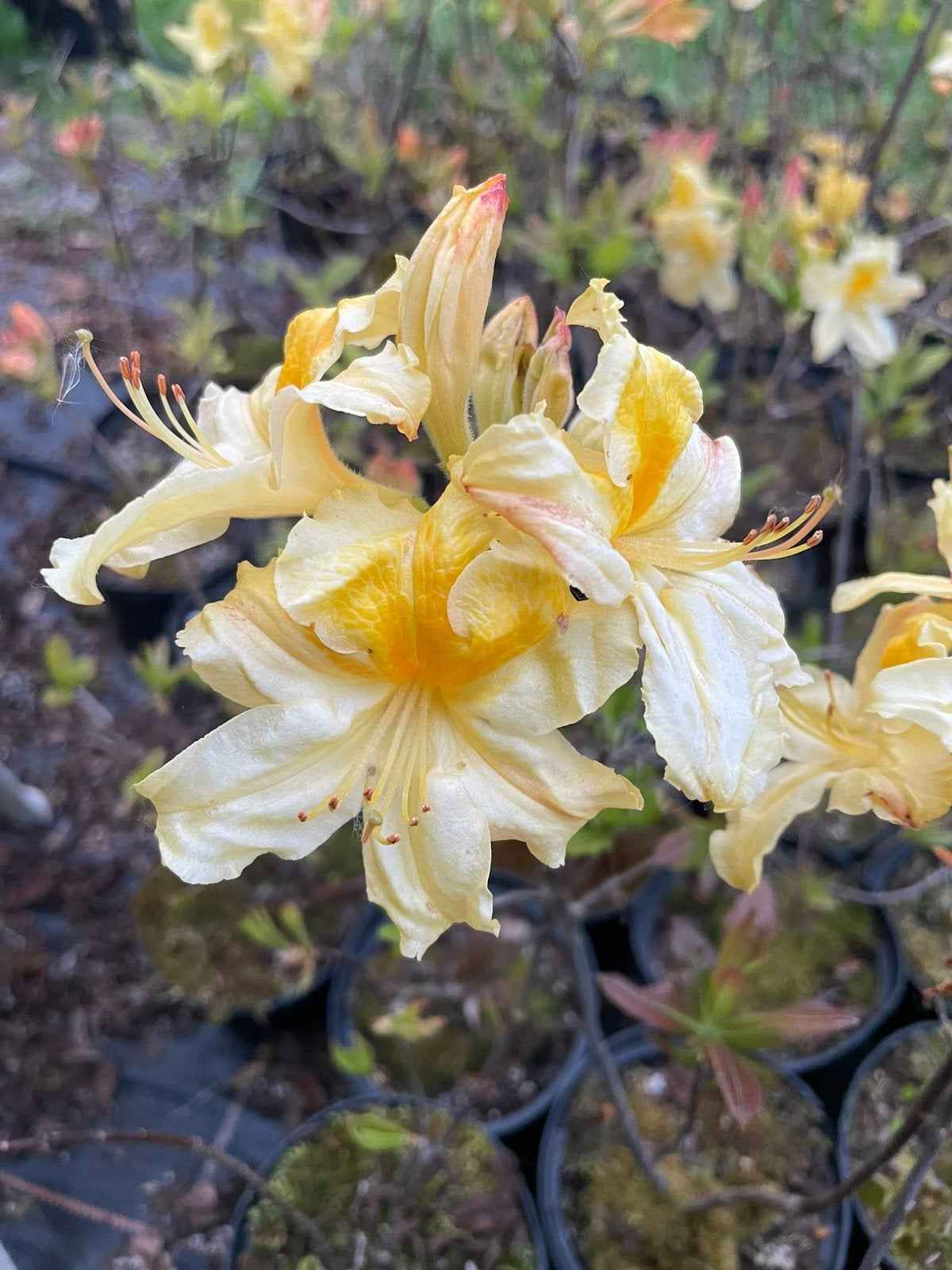 Rhododendron. Bladverliezende azalea’s/rhododendron te koop, Ophalen