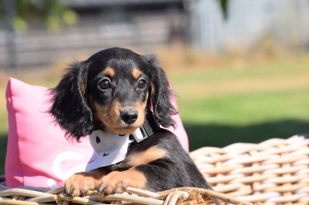 Chiots teckel à poil long, 15 semaines à 1 an, Plusieurs animaux, Éleveur | Professionnel, Poils longs
