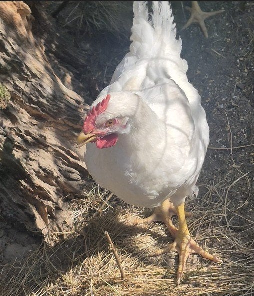 hanen, Mâle, Poule ou poulet
