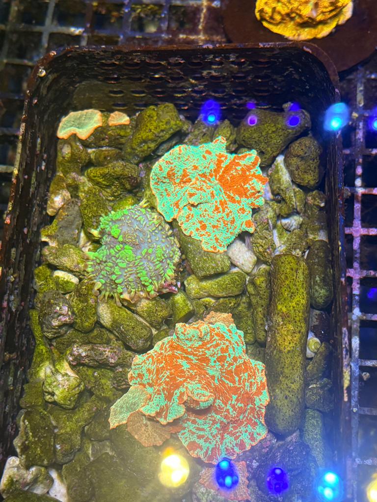 Laatste stekjes voor zeeaquarium beschikbaar, Dieren en Toebehoren, Vissen | Aquaria en Toebehoren, Ophalen of Verzenden, Nieuw