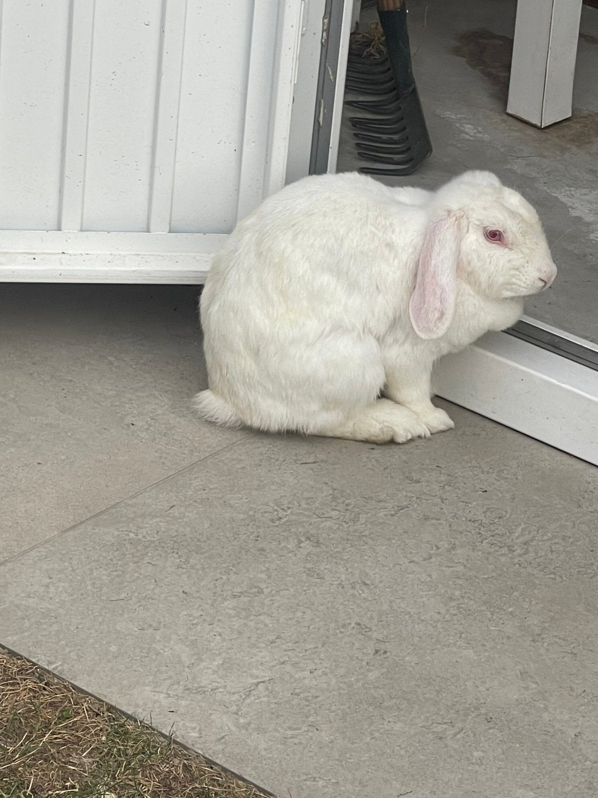 Wit konijn, Dieren en Toebehoren, Konijnen, Middelgroot, Vrouwelijk, 0 tot 2 jaar, Hangoor
