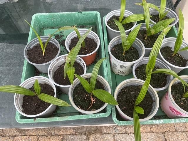 Trachycarpus zaailingen, Enlèvement ou Envoi, En pot, Palmier, Moins de 100 cm