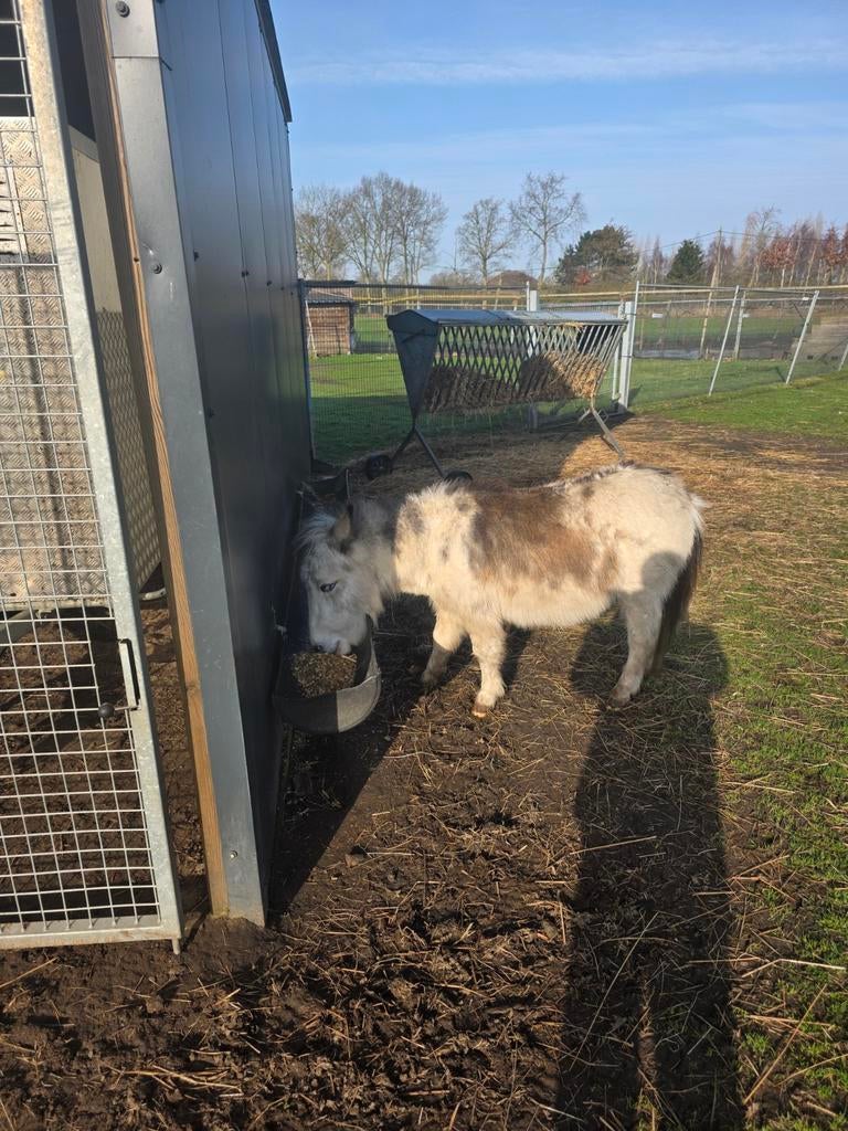 Muildier te koop, Dieren en Toebehoren, Hengst