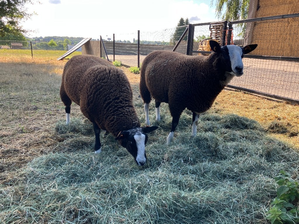2 zwartbles rammen, Dieren en Toebehoren, Mannelijk, Schaap, 0 tot 2 jaar