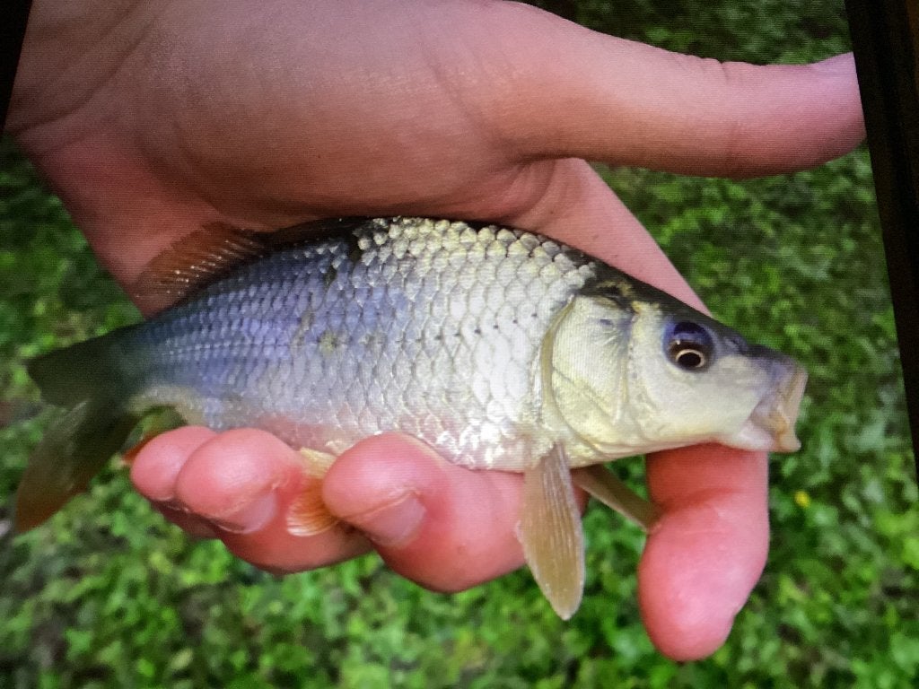Karpertjes, Dieren en Toebehoren, Karper of Koi