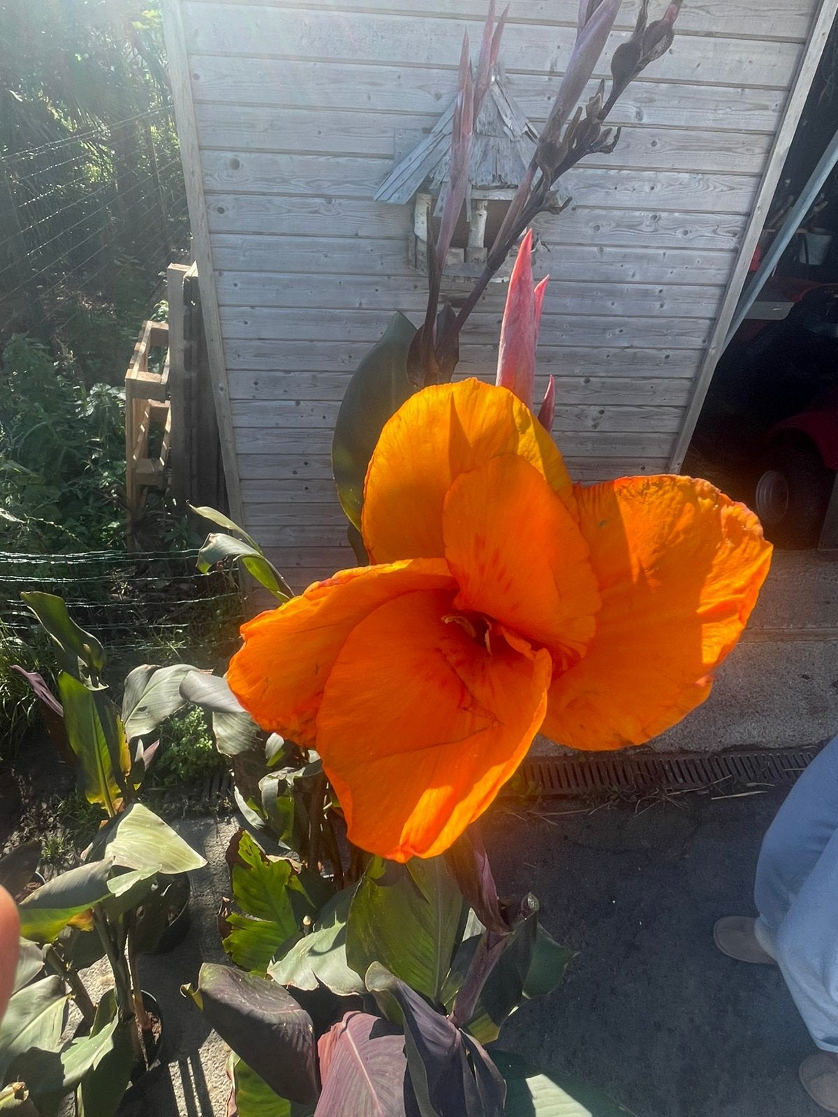 Canna wyoming, Jardin & Terrasse, Enlèvement