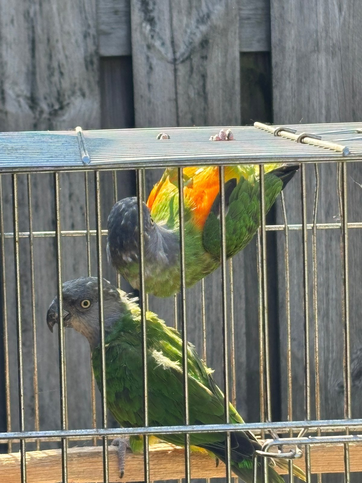 Koppel oranjebuik bonte boeren, Dieren en Toebehoren, Vogels | Parkieten en Papegaaien, Meerdere dieren, Papegaai, Geringd