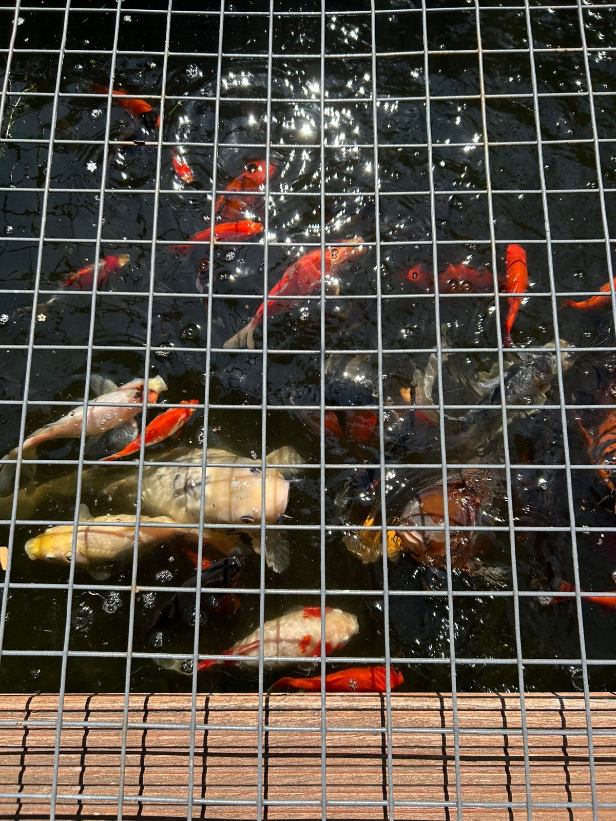 Gratis vijvervissen af te halen, Dieren en Toebehoren, Goudvis(sen)