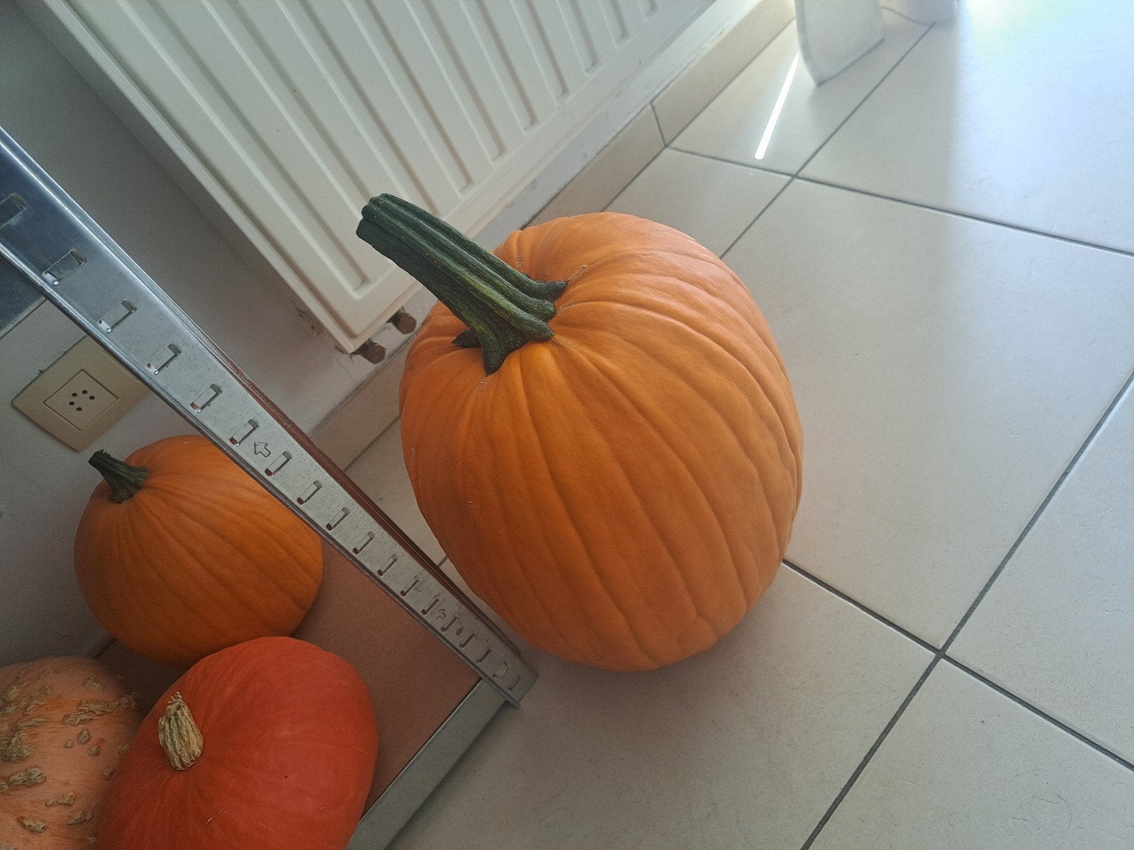 Pompoene te koop, Ophalen