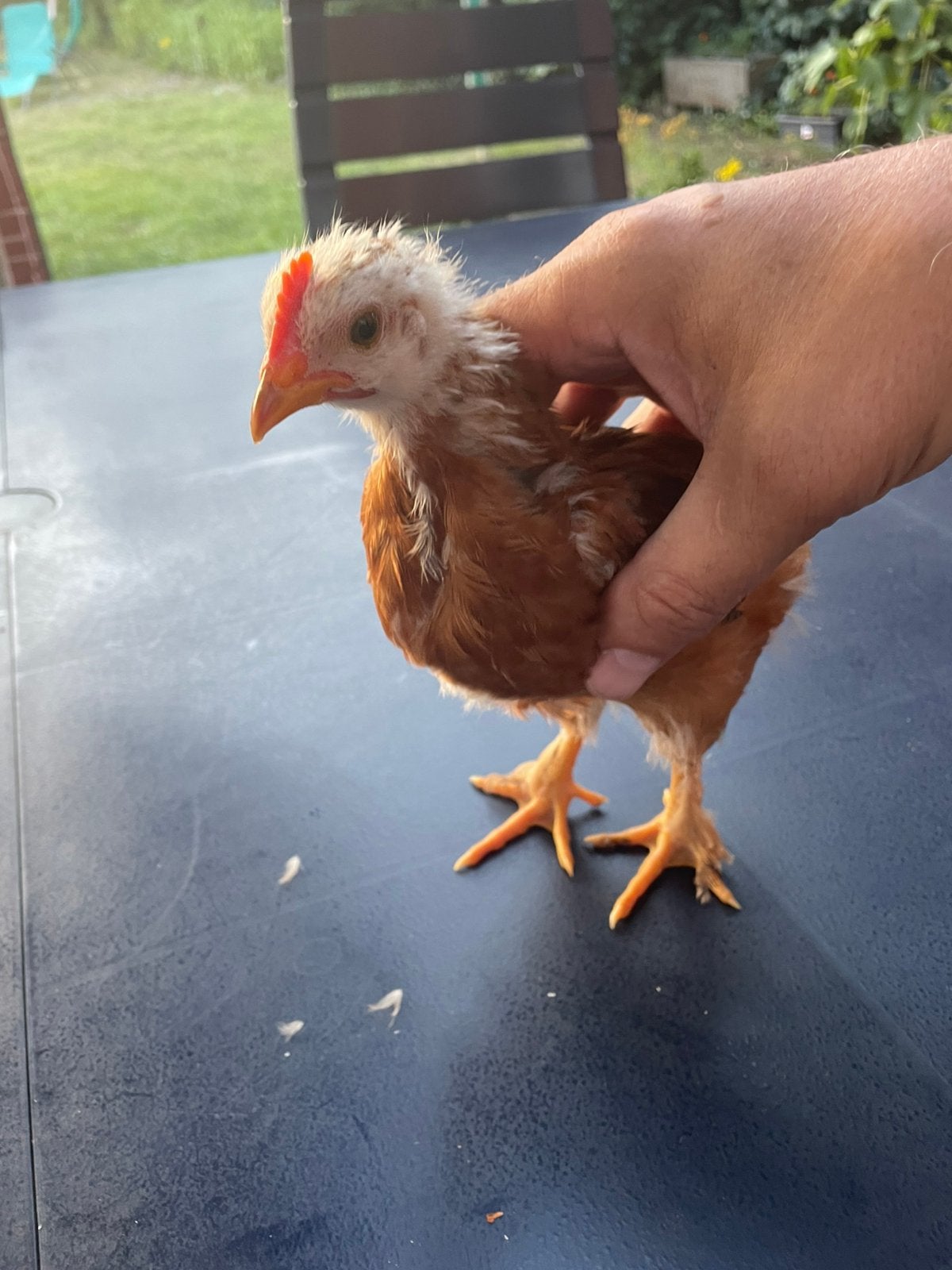 Haantje (6 wk) zoekt nieuwe thuis met hennetjes, Dieren en Toebehoren, Pluimvee, Kip, Mannelijk