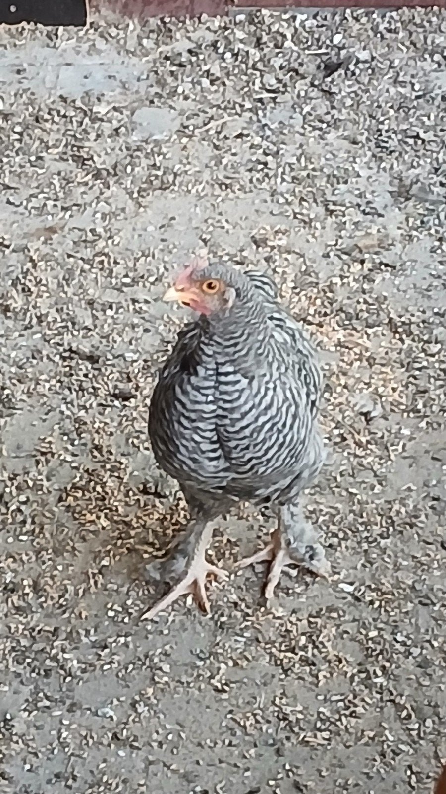 pluimvee, Dieren en Toebehoren