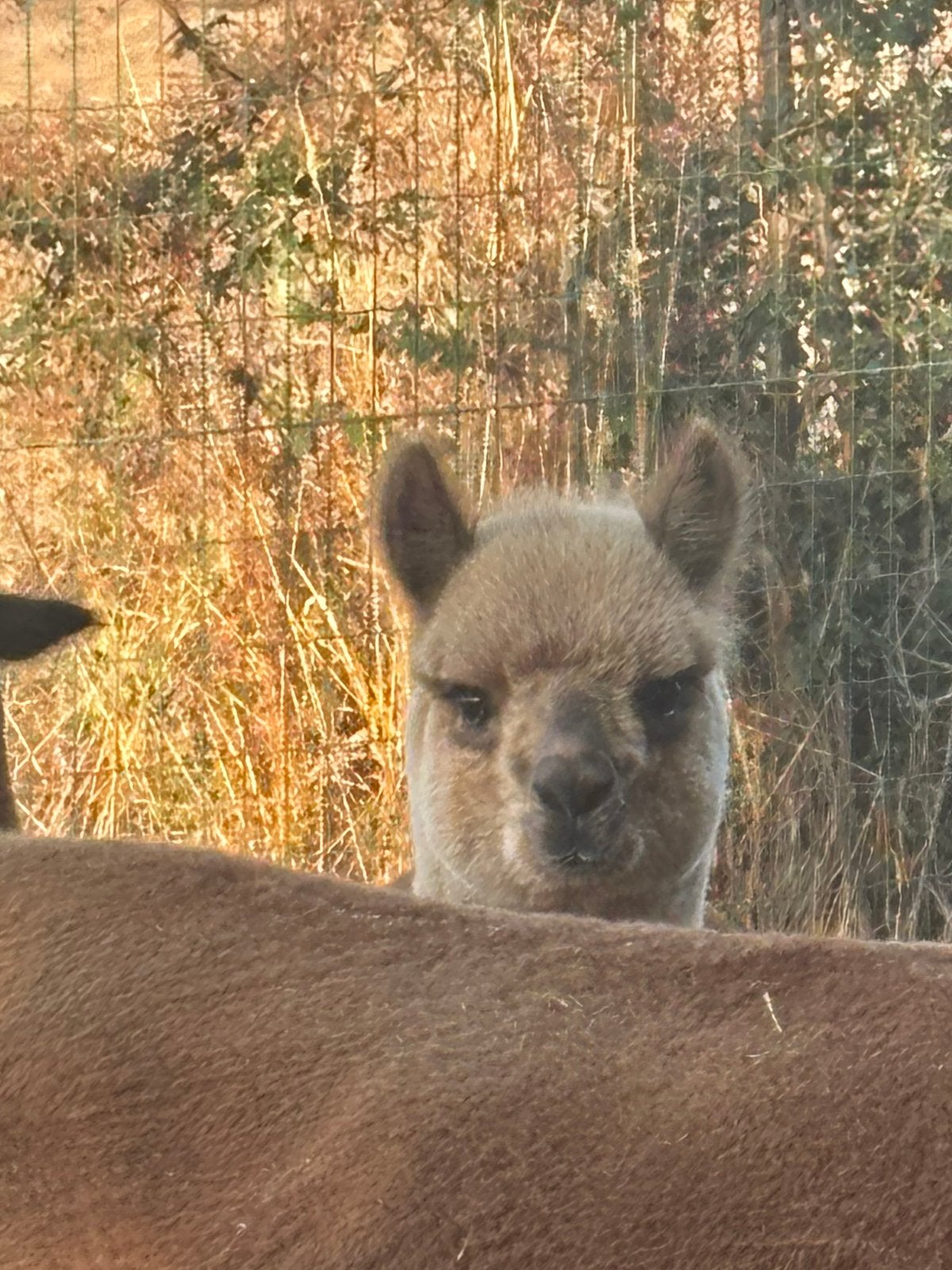 Alpaca hengstje., Dieren en Toebehoren, April, Mannelijk