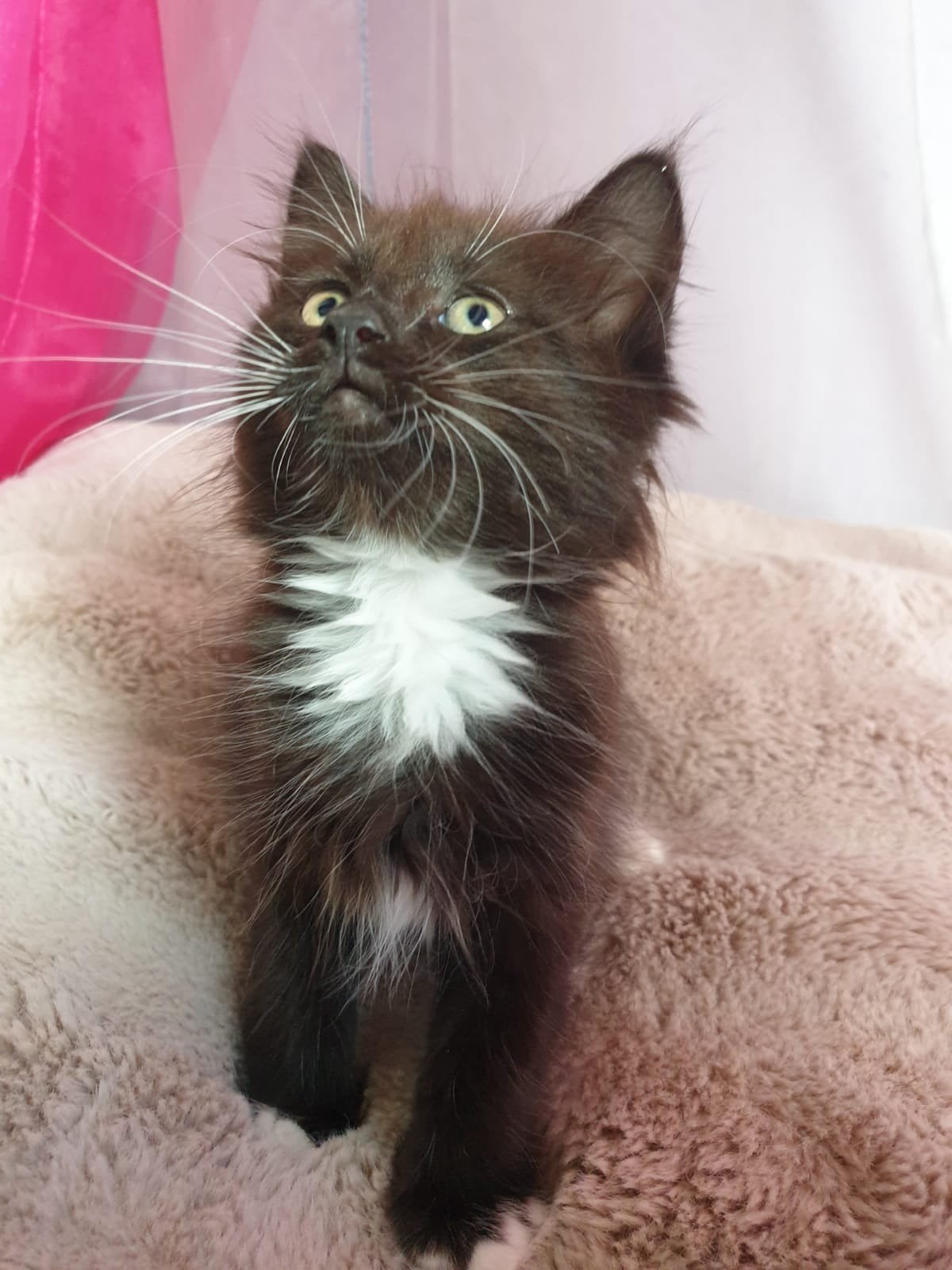 Siberische katertje Valko, Chat, Avec pedigree, 0 à 2 ans