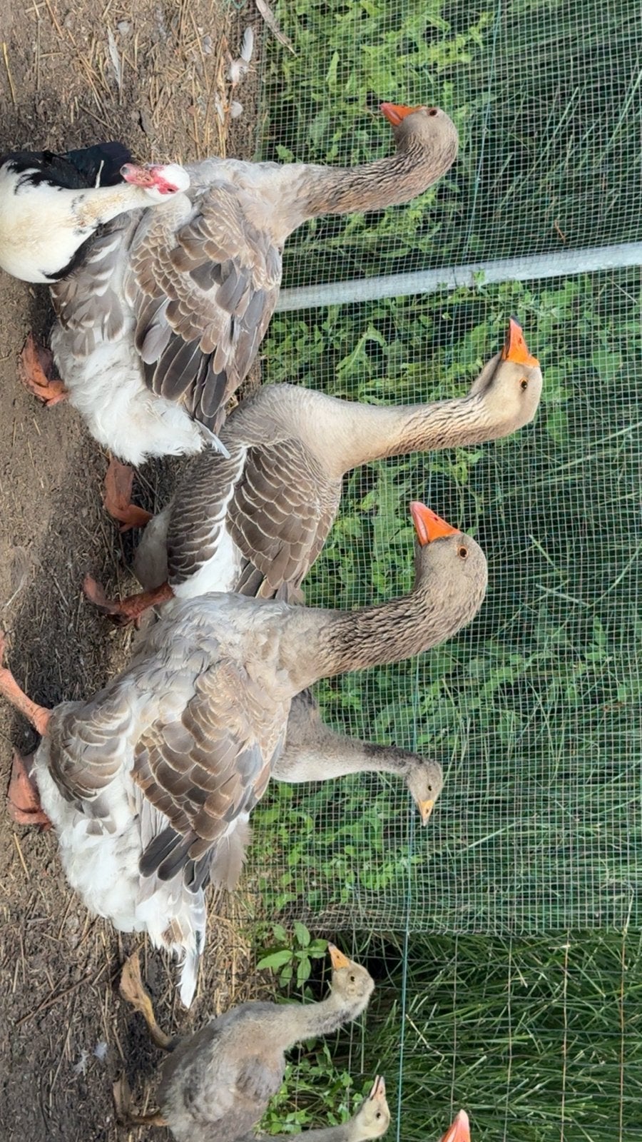– Volwassen ganzen te koop (3 koppels), Animaux & Accessoires, Volatiles, Oie ou Cygne, Plusieurs animaux
