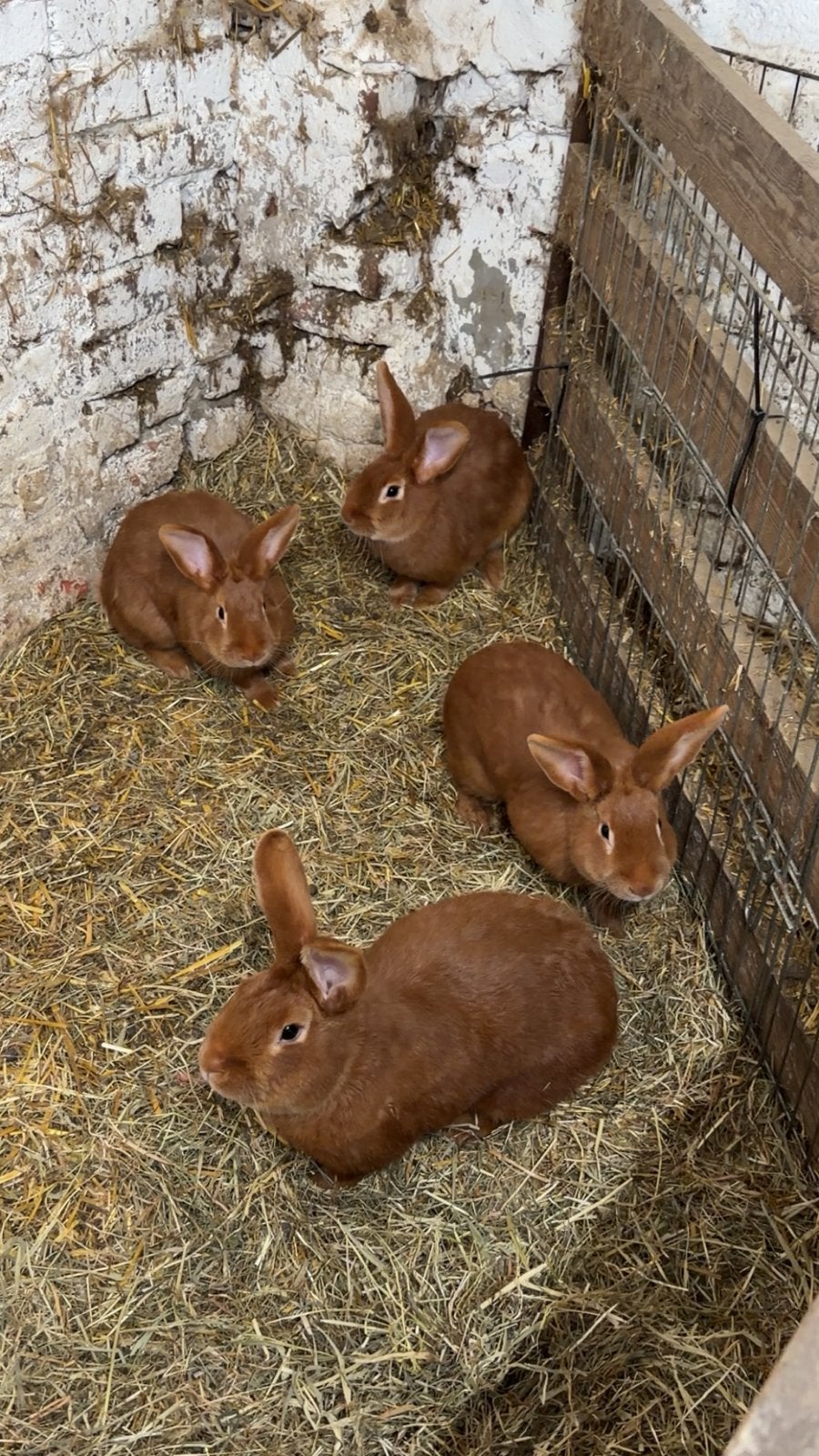 Lapins, Mâle, Taille moyenne, 0 à 2 ans
