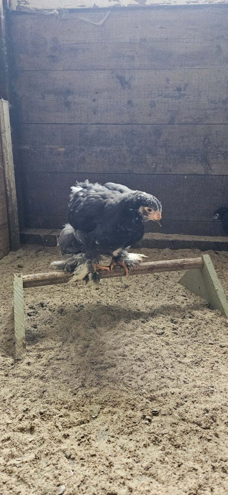 Brahma kuikens, Dieren en Toebehoren, Pluimvee