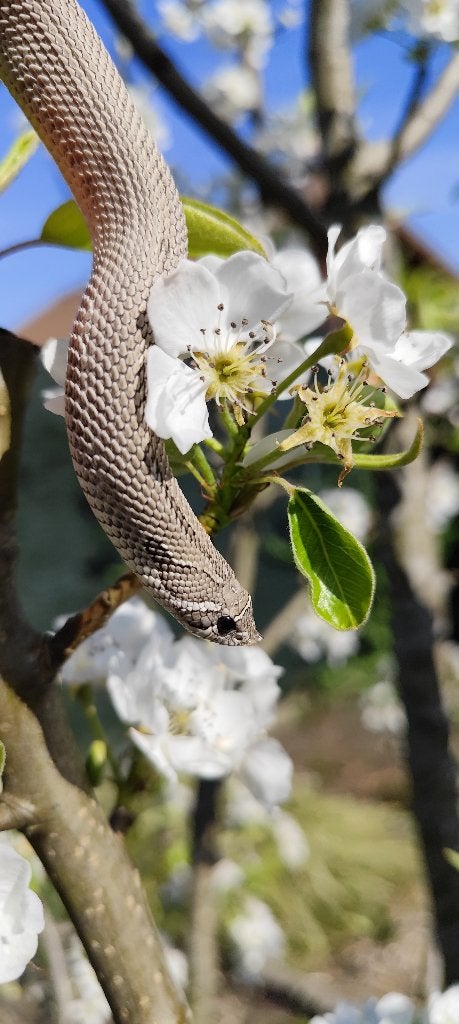 Heterodon nasicus - Axanthic het snow, Slang, Tam, 0 tot 2 jaar