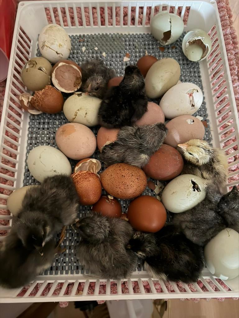 Oeufs fecondés, Animaux & Accessoires, Autres accessoires pour animaux, Neuf, Enlèvement