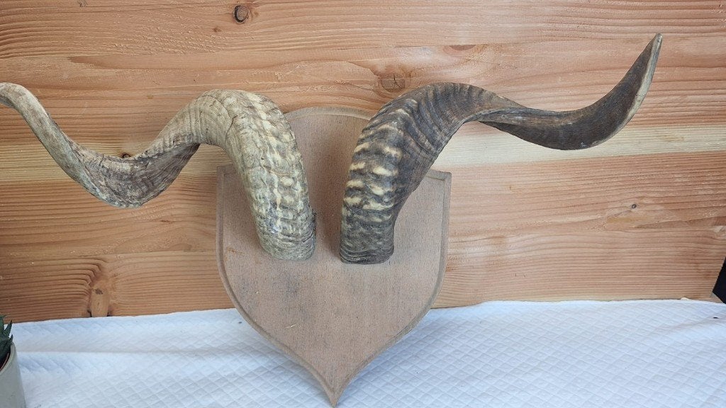Taxidermie - opgezette ramshoorn, Collections, Collections Animaux, Enlèvement ou Envoi, Utilisé, Animal de ferme, Bois ou Tête