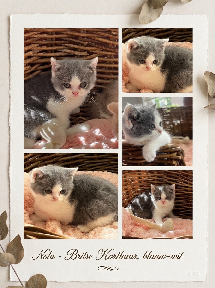 Brits Korthaar kitten met stamboom, Dieren en Toebehoren, Meerdere dieren, Met stamboom, 0 tot 2 jaar
