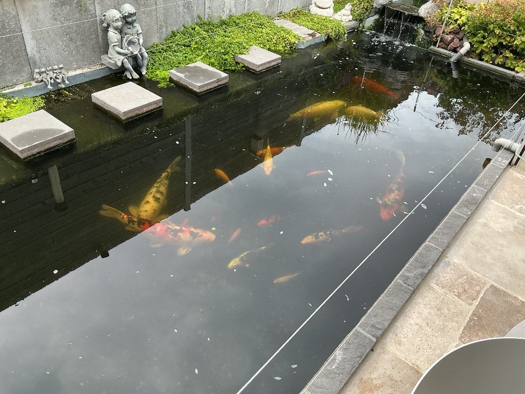 Vissen, Dieren en Toebehoren, Overige soorten