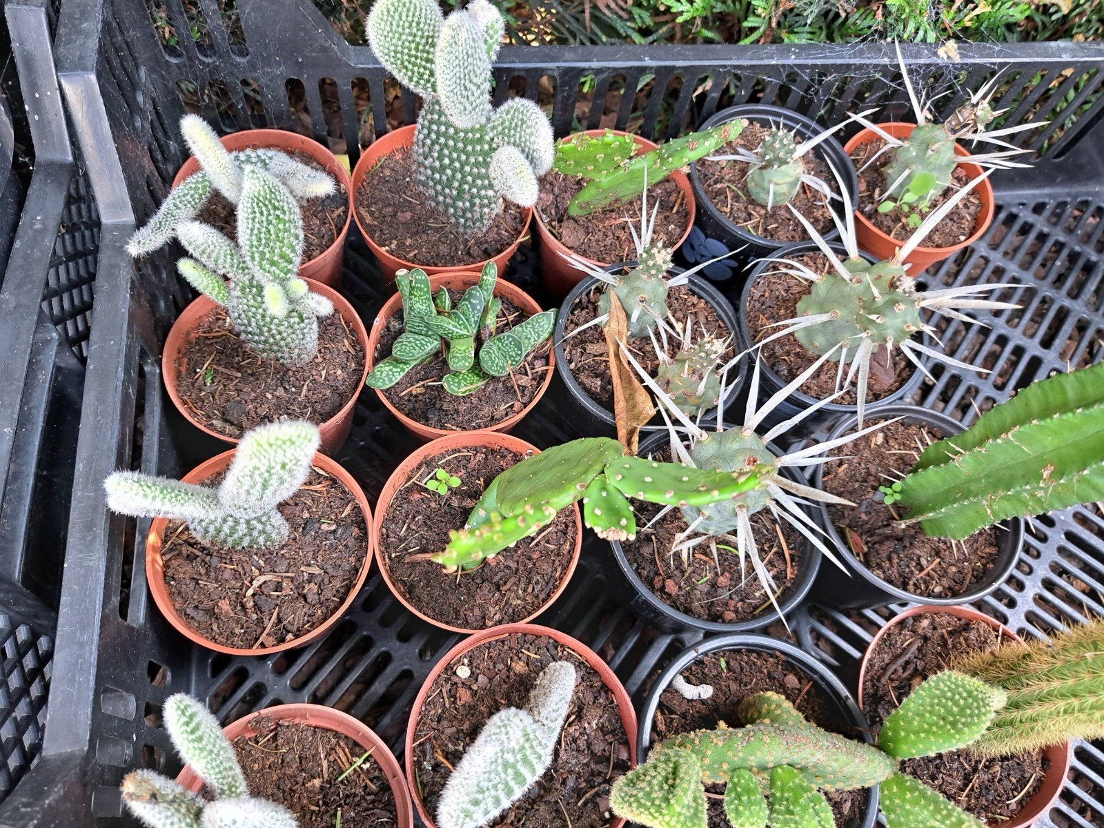 Vetplanten en cactussen, Dieren en Toebehoren