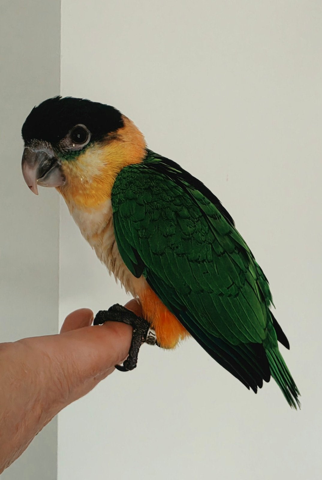 Jonge, tamme zwartkop caique, Dieren en Toebehoren, Papegaai, Tam