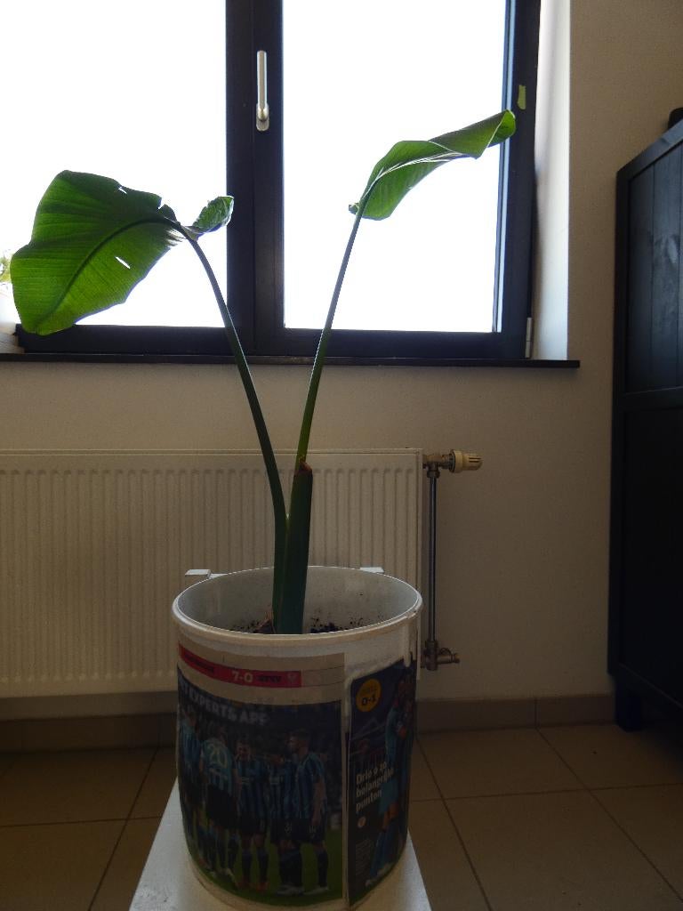 Strelitzia Nicolai / paradijsvogelplant, Enlèvement, Autres espèces, Ombre partielle