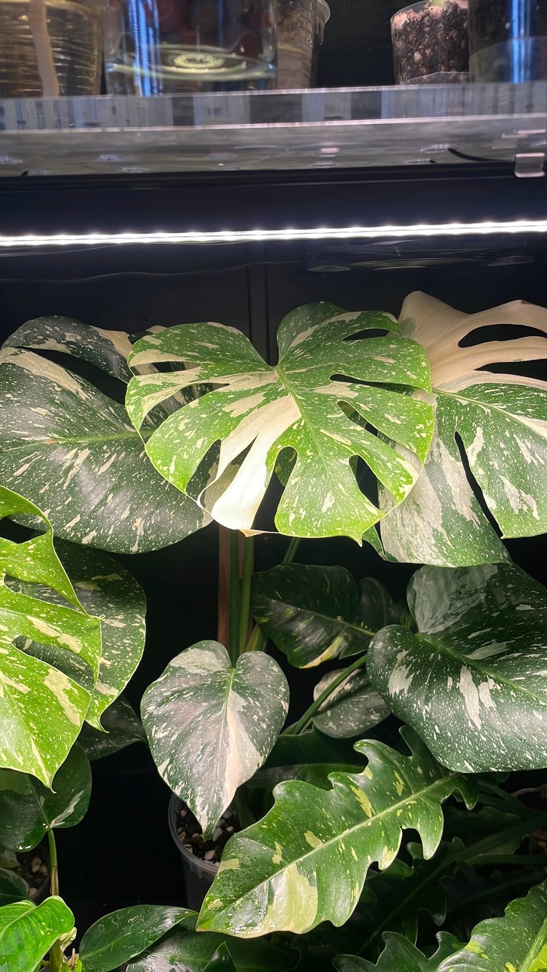 Monstera Thai Constellation, Ophalen