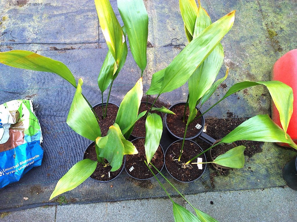 Aspedistra eliator een probleemloze tuin- of kamerplant, Huis en Inrichting, Kamerplanten, Ophalen, Overige soorten, Halfschaduw