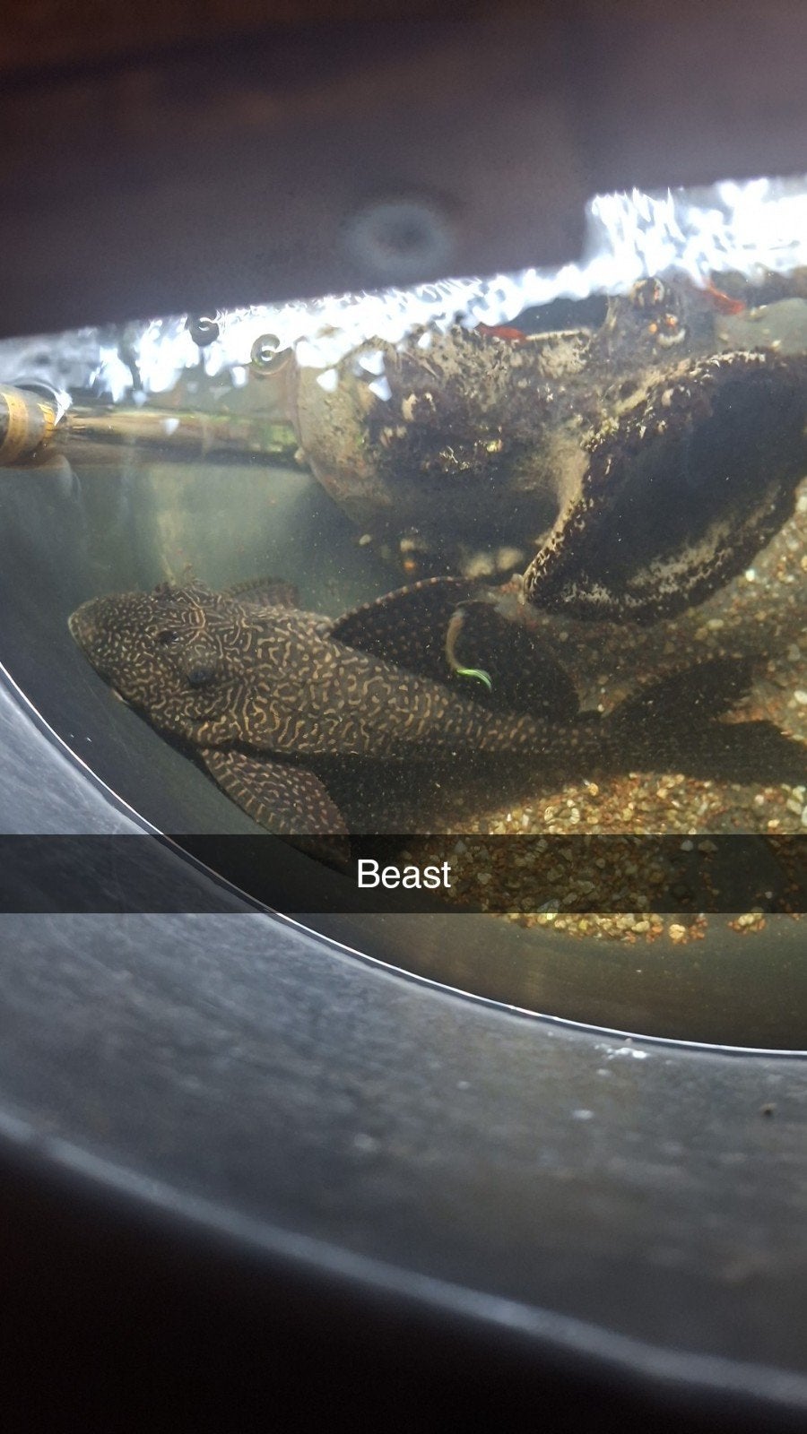 2 plecos te koop, Vis, Zoetwatervis