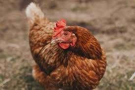 Broedeieren legkippen, Poule ou poulet