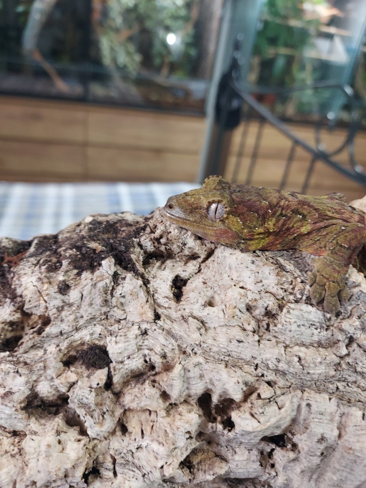 chahoua  gekko mannetje voor hobbydiertje, Dieren en Toebehoren, Overige soorten, Tam