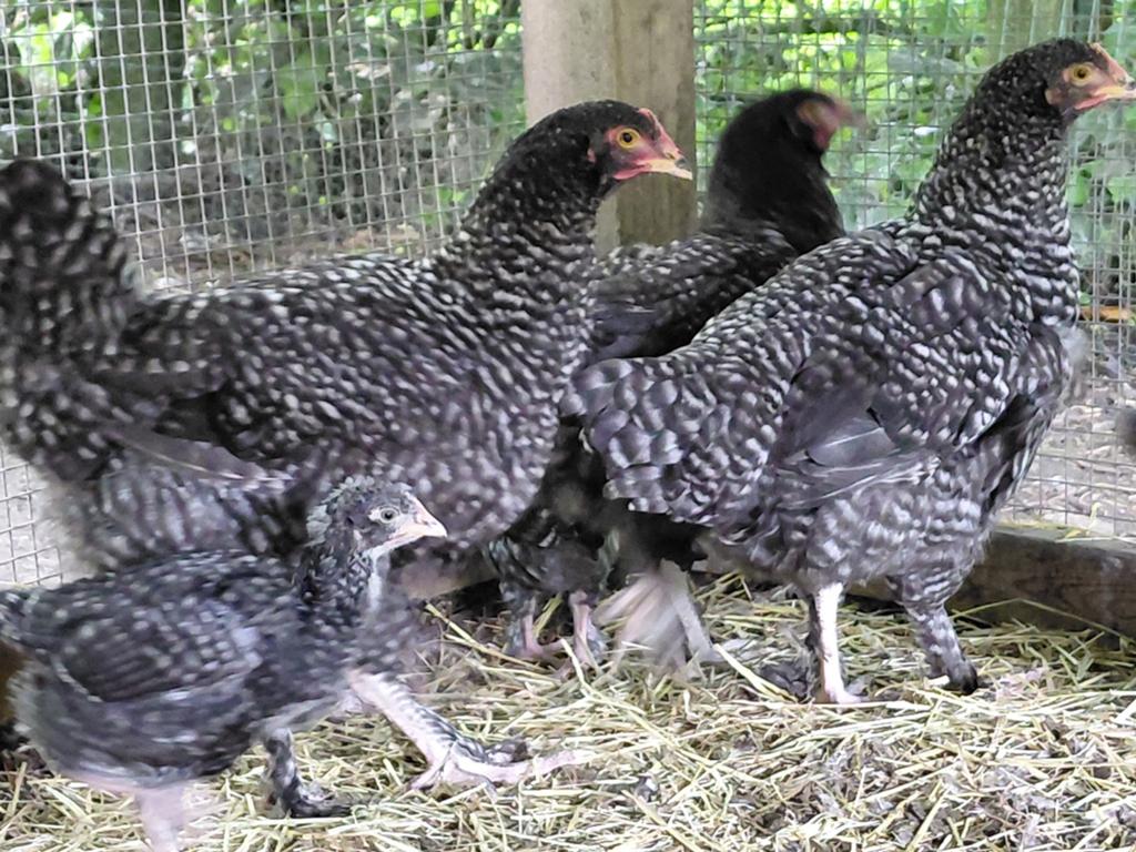 3 hennen 6 maanden oud. Rasechte Mechelse koekoek.