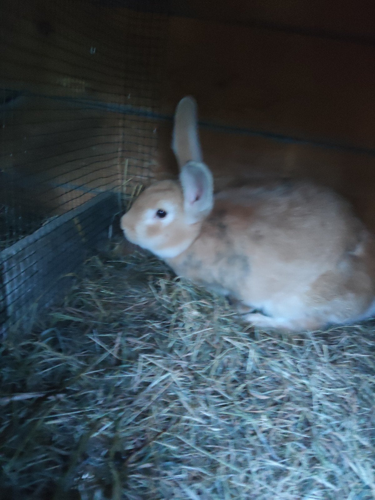 Hochet en forme de lapin, Animaux & Accessoires