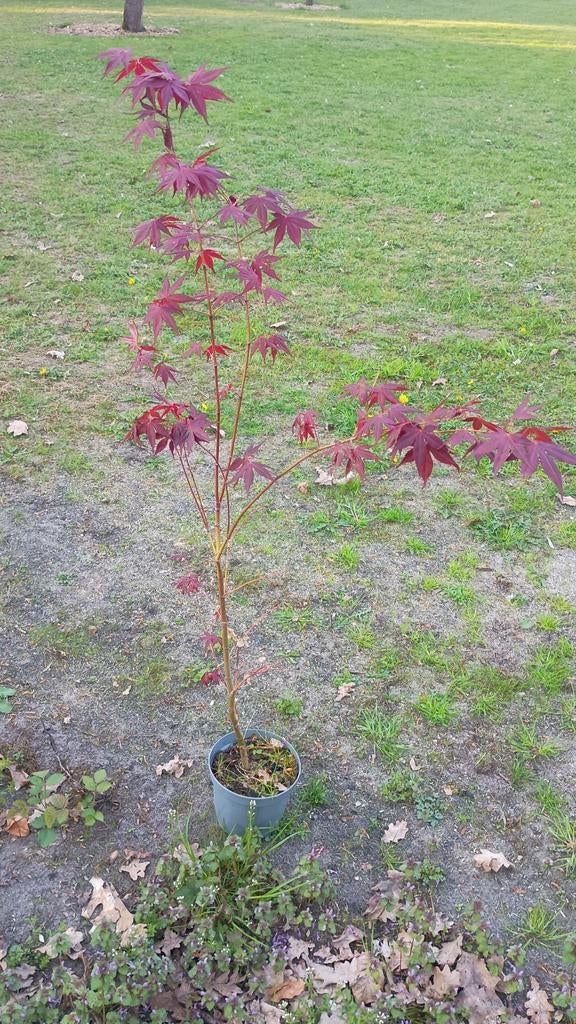 Rode japanse esdoorn in pot, Tuin en Terras, Ophalen