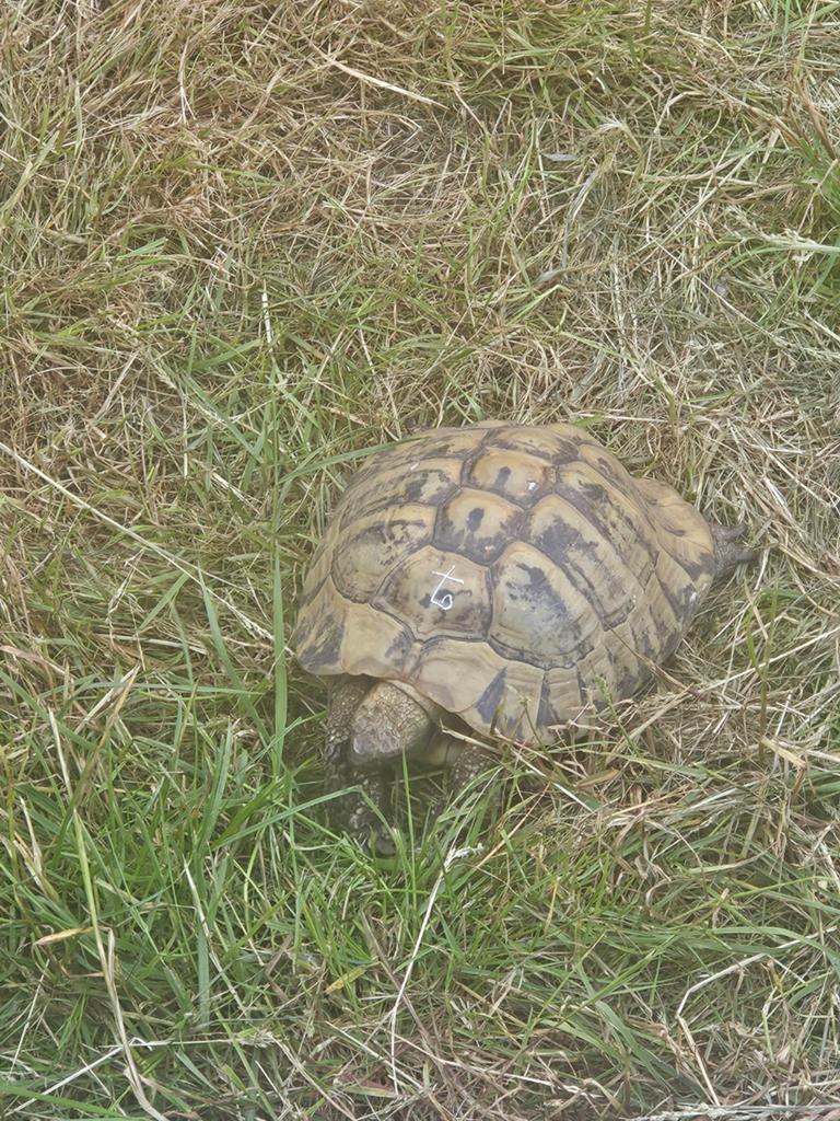 Tortue hermann boettgeri male, Tortue