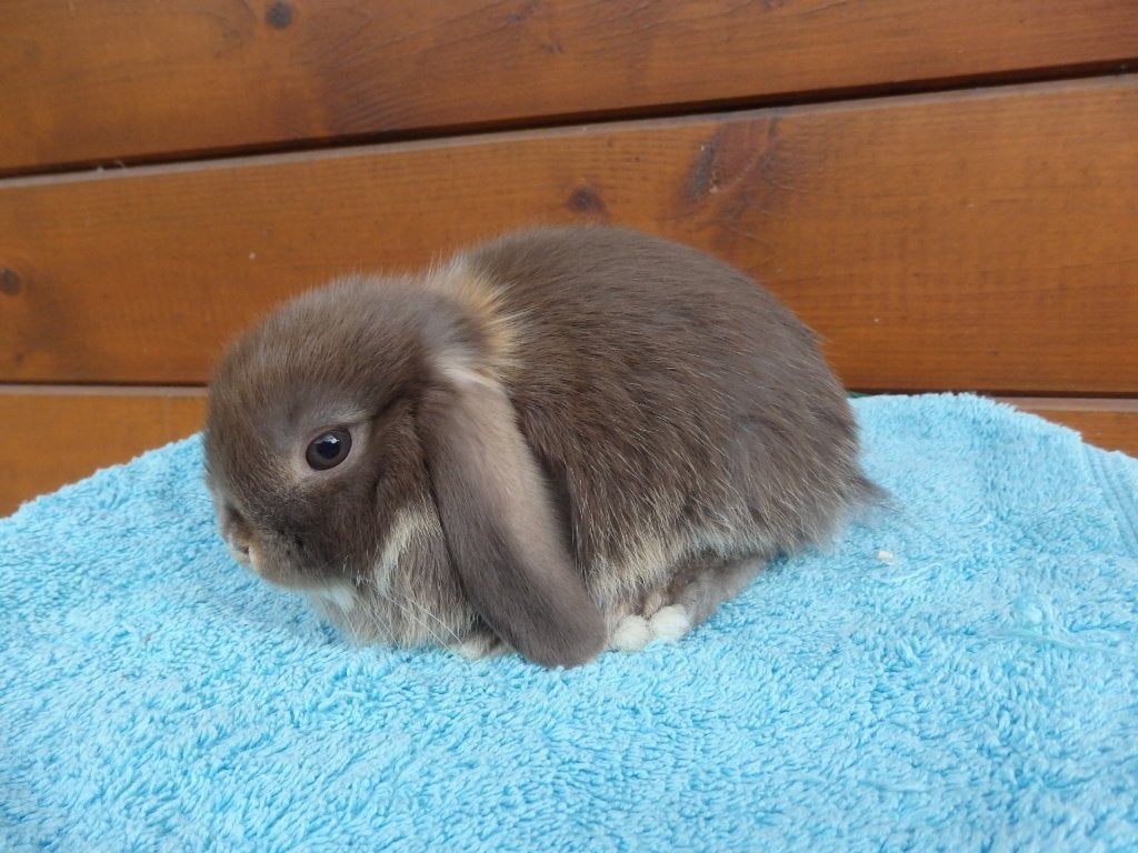 hd, infirmière, Femelle, Nain, Oreilles tombantes, 0 à 2 ans