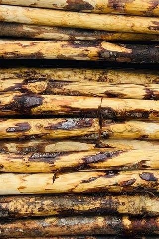 Kastanje palen gepunt en ontschorst., Ophalen of Verzenden, Hout