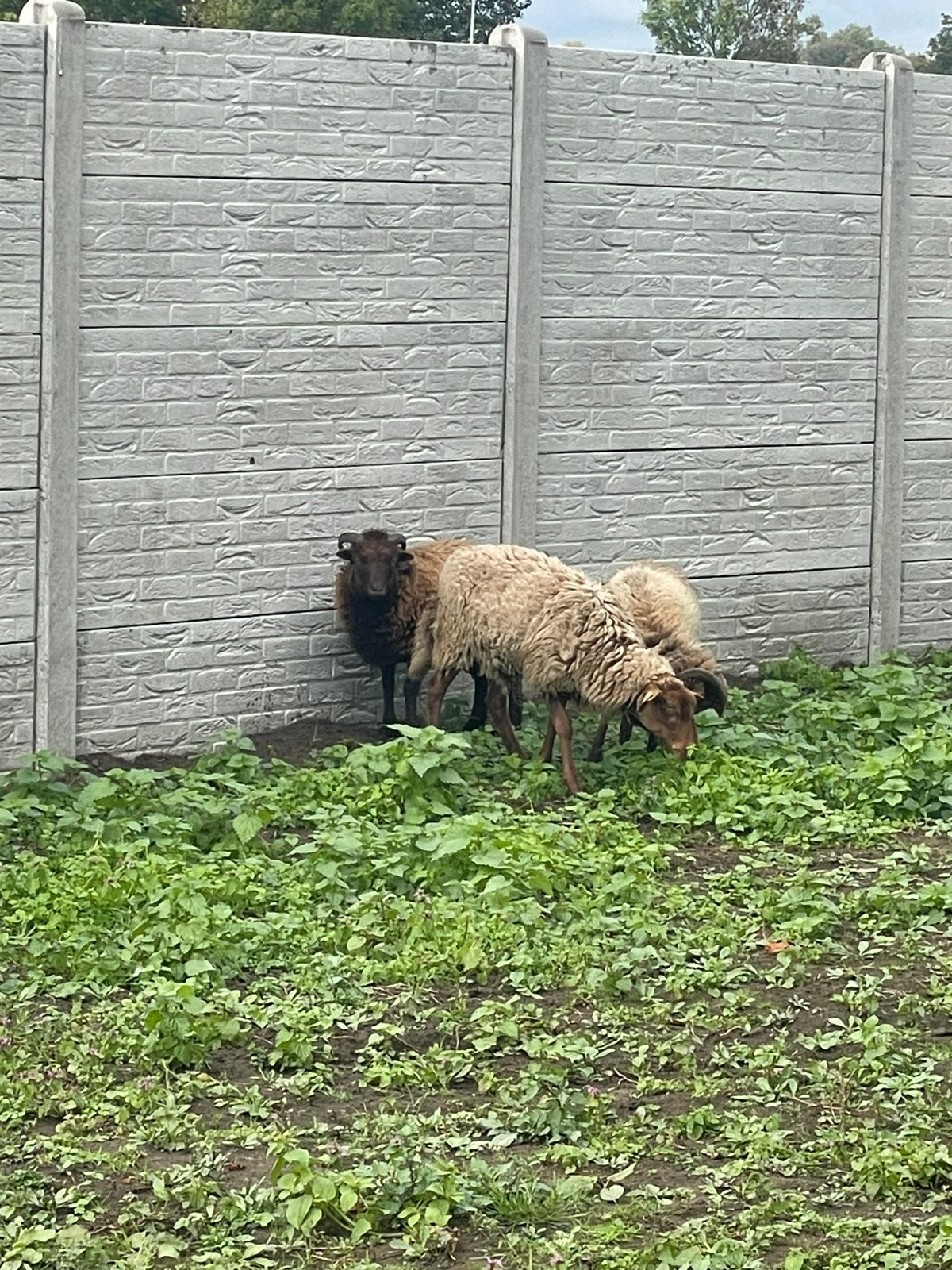 Te koop lammetjes: twee rammetjes en één ooilam.
