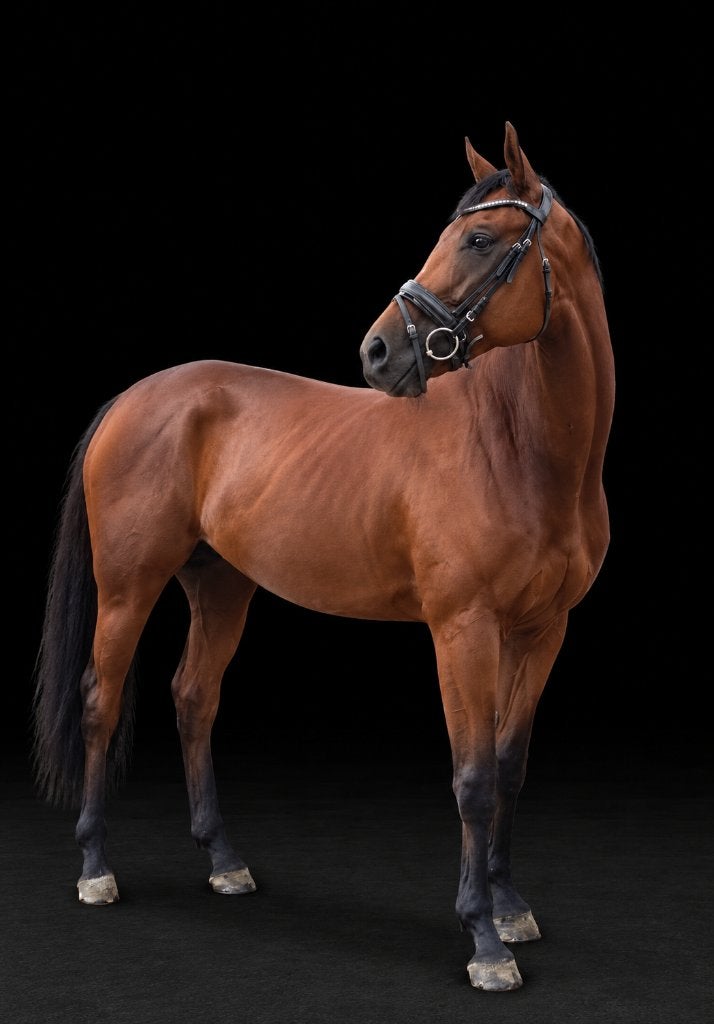 4.5jr Ierse ruin, Animaux & Accessoires, L, 160 à 165 cm, Cheval de saut, 3 à 6 ans