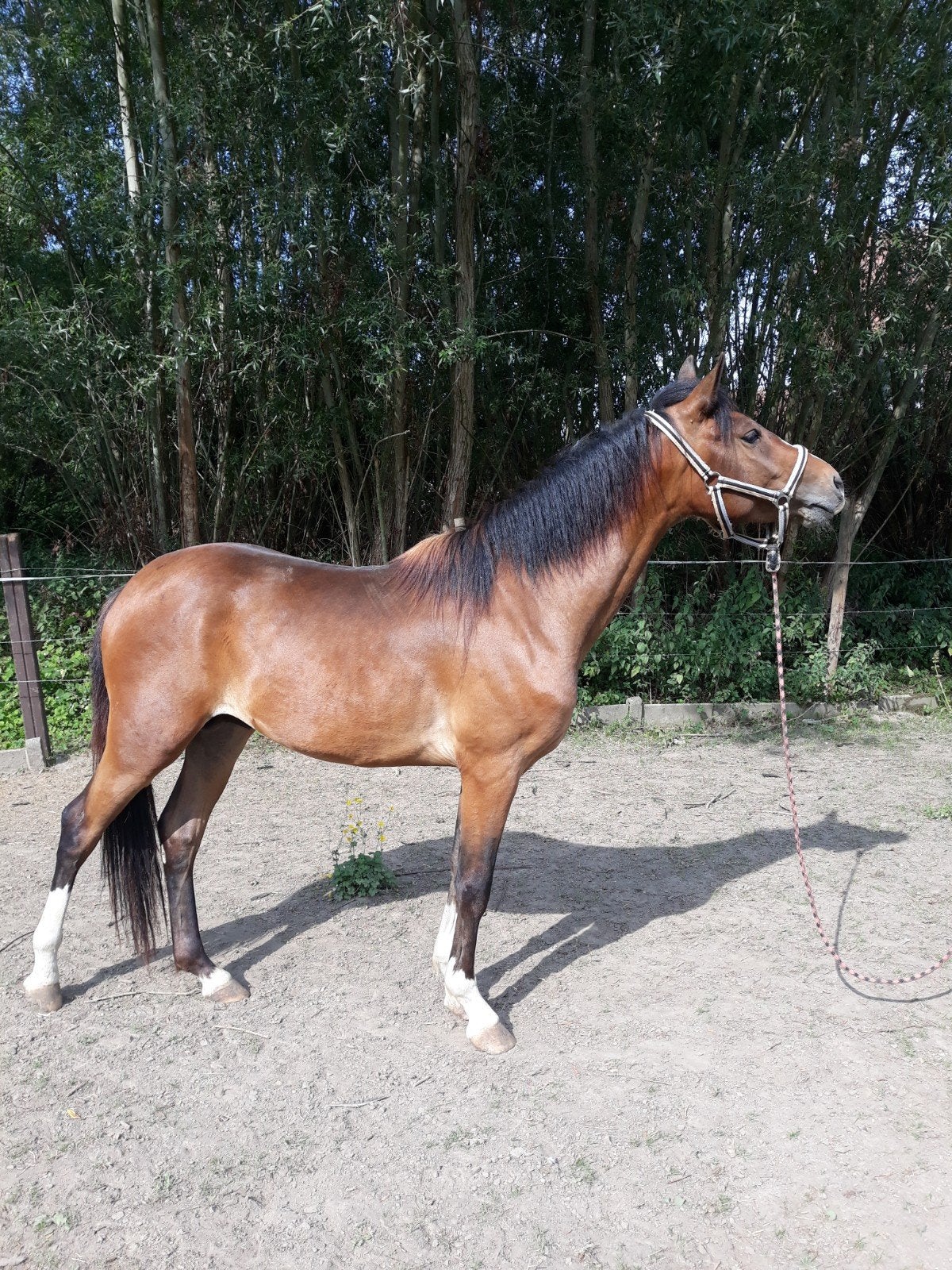 Mooie 4 jarige hengst, Étalon